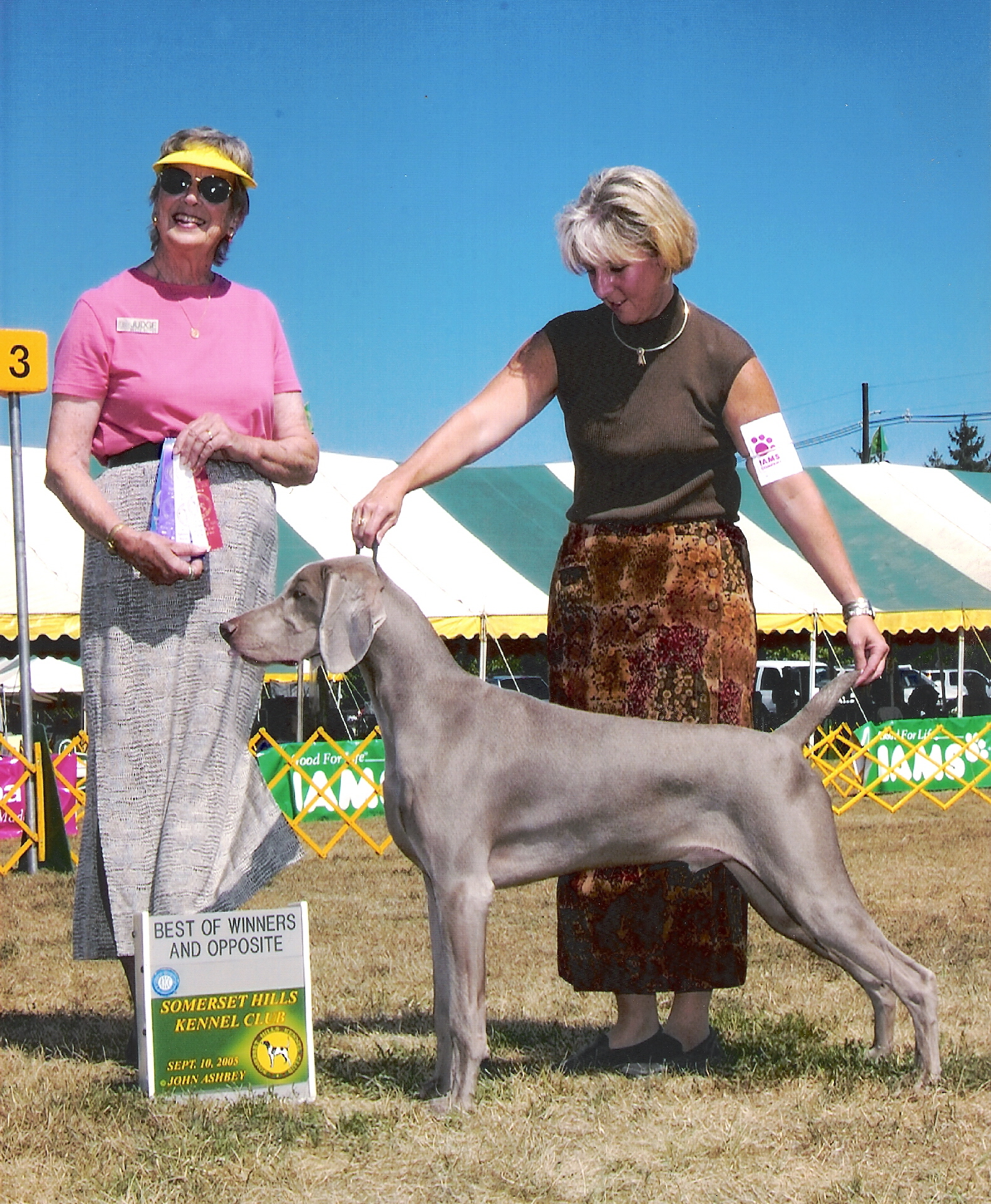 kennel club weimaraner puppies