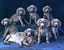 puppies.JPG (16891 bytes)