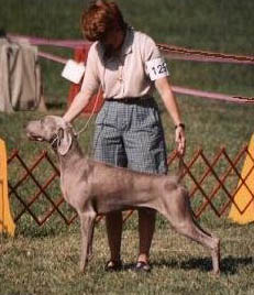 Phil & Heidi Warren raise Weimaraners, Top Quality Show, Obedience & Field, Northwoods Weimaraners, Monkton Maryland.      maestro.jpg (23473 bytes)