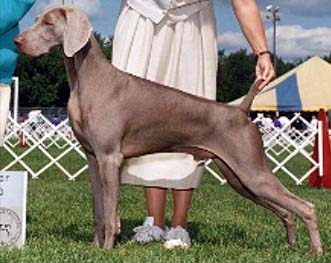 Phil & Heidi Warren raise Weimaraners, Top Quality Show, Obedience & Field, Northwoods Weimaraners, Monkton Maryland.      polocrop.jpg (30486 bytes)