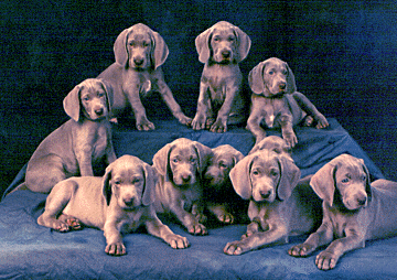  Phil & Heidi Warren raise Weimaraners, Top Quality Show, Obedience & Field, Northwoods Weimaraners, Monkton Maryland.         puppies10a.gif (88113 bytes)