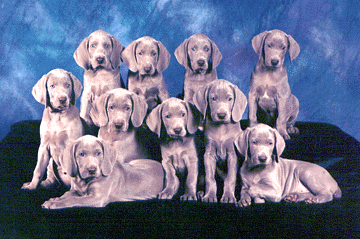 Phil & Heidi Warren raise Weimaraners, Top Quality Show, Obedience & Field, Northwoods Weimaraners, Monkton Maryland.        puppies10b.gif (78558 bytes)