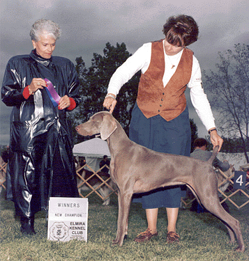 Phil & Heidi Warren raise Weimaraners, Top Quality Show, Obedience & Field, Northwoods Weimaraners, Monkton Maryland.      sage.gif (284961 bytes)