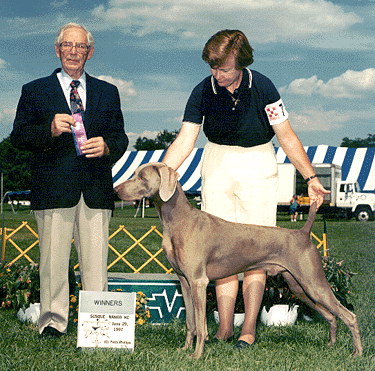 Phil & Heidi Warren raise Weimaraners, Top Quality Show, Obedience & Field, Northwoods Weimaraners, Monkton Maryland.        tripp.gif (104743 bytes)