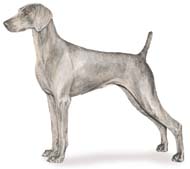 weim.jpg (8101 bytes)